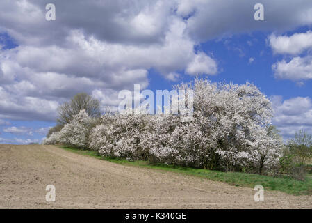 Mirabelles (Prunus domestica subsp. syriaca) Foto Stock