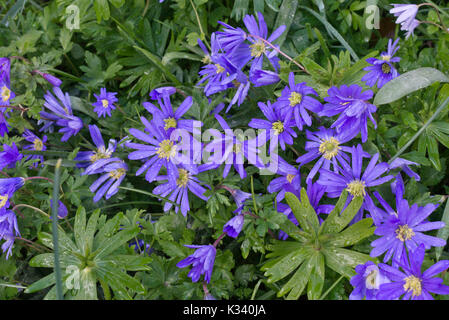 Grecian windflower (anemone blanda " sfumature di blu") Foto Stock