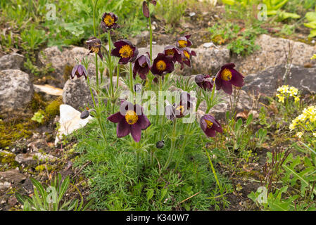 Red "pasque flower (pulsatilla rubra) Foto Stock