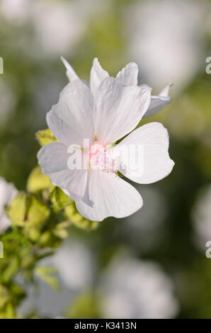 Musk mallow (malva moschata 'appleblossom') Foto Stock