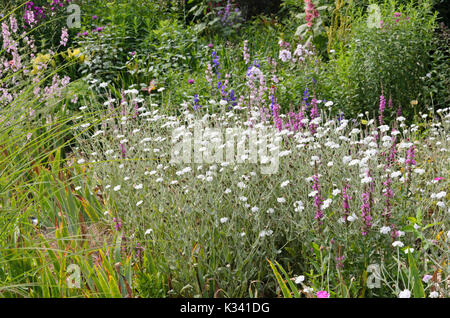 Crown rosa (Lychnis coronaria "alba" syn. silene coronaria "alba") Foto Stock