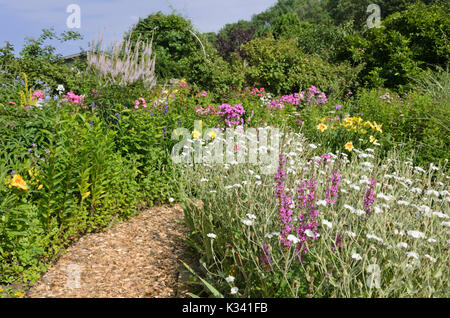 Crown rosa (Lychnis coronaria "alba" syn. silene coronaria "alba") e loosestrife (lythrum). design: marianne e detlef lüdke Foto Stock