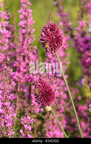 A testa tonda (porro allium sphaerocephalon) e bacchetta europea loosestrife (lythrum virgatum) Foto Stock