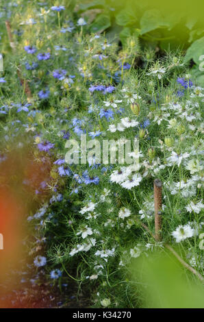 L'amore-in-un-MIST (nigella damascena) Foto Stock