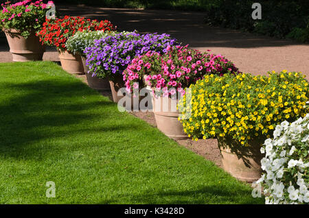 Nelle petunie (petunia e calibrachoa in vasi di fiori Foto Stock