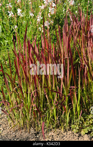 Giapponese di erba di sangue (imperata cylindrica 'red barone' syn. imperata cylindrica 'rubra") Foto Stock