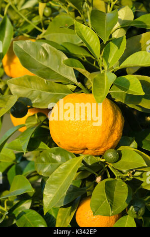 Arancio amaro (Citrus aurantium 'dolce del Gargano ") Foto Stock