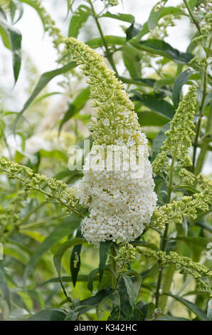 Comune bussola a farfalla (buddleja davidii 'pace') Foto Stock