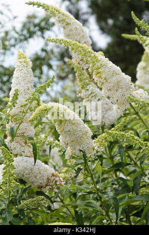 Comune bussola a farfalla (buddleja davidii 'pace') Foto Stock