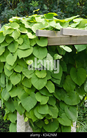 Dutchman's tubo (aristolochia arborea) Foto Stock