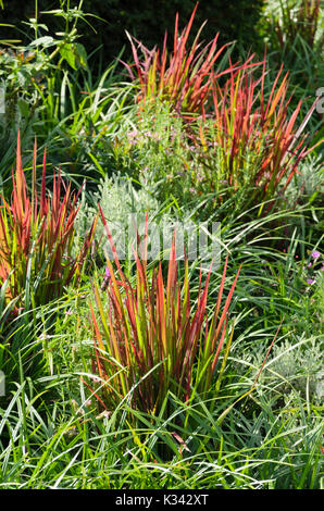 Giapponese di erba di sangue (imperata cylindrica 'red barone' syn. imperata cylindrica 'rubra") Foto Stock