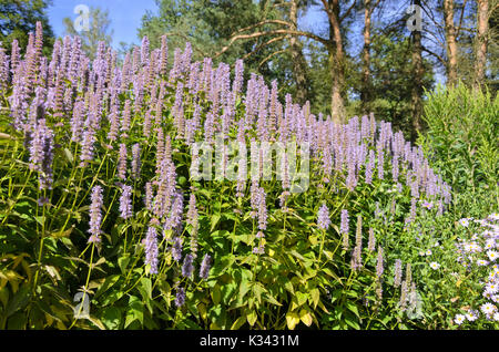 Il gigante viola issopo (agastache rugosa 'blue fortune') Foto Stock