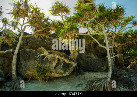 Alberi e rocce sulla spiaggia di Boa a rote isola, INDONESIA Foto Stock