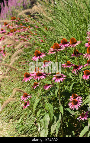 Cono viola fiore (echinacea purpurea) Foto Stock