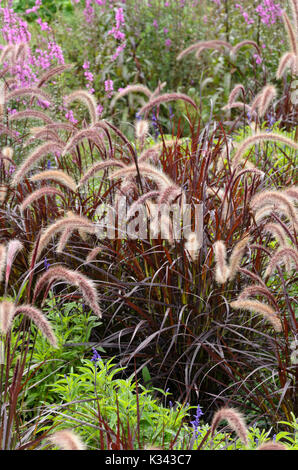 Fontana erba (pennisetum setaceum 'rubrum") Foto Stock