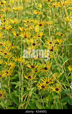 Fiore del cono (rudbeckia subtomentosa "henry eilers') Foto Stock