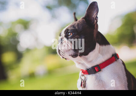 Un bianco e nero Boston Terrier indossando un cavo rosso Foto Stock