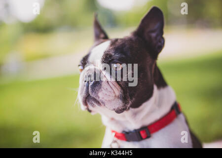 Un bianco e nero Boston Terrier indossando un cavo rosso Foto Stock