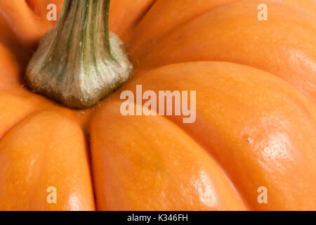 mini zucca Foto Stock