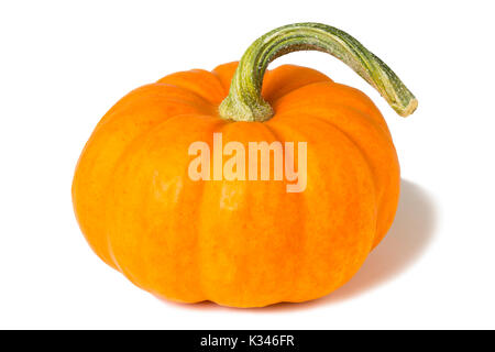 mini zucca Foto Stock