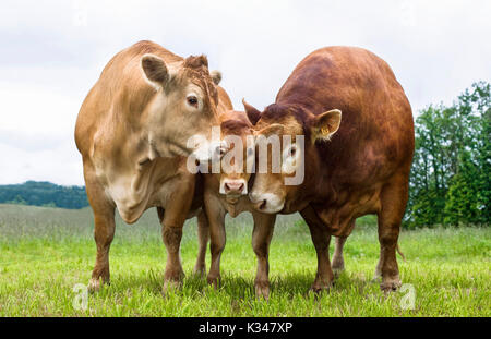 Limousin bull, mucca e vitello, in piedi accanto a ogni altro nell'erba. Foto Stock