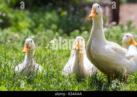 Le anatre di bianco su verde erba in fattoria Foto Stock