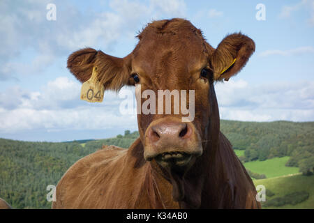 Limousin Vacca. La contea di Powys. Galles Foto Stock