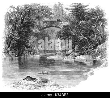 1870: Visitatori sul ponte di Hermitage aka Rumbling ponte, sul fiume Braan guardando un lontra con una recente pescato. Foresta Craigvinean, Dunkeld, Perthshire Scozia. Foto Stock