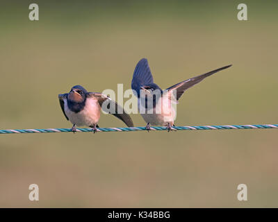 Giovani Rondini Hirundo rustica sul recinto in attesa di essere alimentato Foto Stock