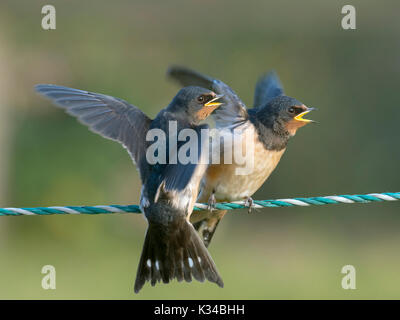 Giovani Rondini Hirundo rustica sul recinto in attesa di essere alimentato Foto Stock