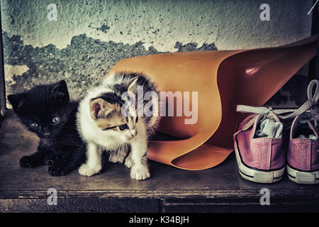 Due simpatici baby gatti con annaffiatoio e vecchie scarpe. Foto Stock