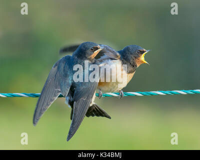 Giovani Rondini Hirundo rustica sul recinto in attesa di essere alimentato Foto Stock