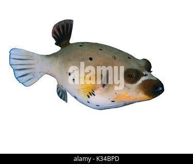 Macchie nere (pufferfish Arothron nigropunctatus) su sfondo bianco. Stretto di Lembeh, Indonesia. Foto Stock