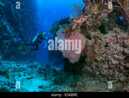 Femmina subacqueo con telecamera e torcia in mano brilla di luce sul rosso seafan gorgonia. nel passaggio di Beqa nelle isole Figi. Foto Stock