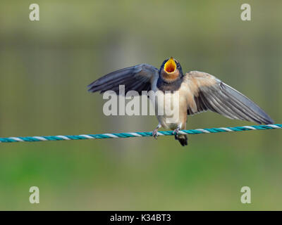 Giovani Rondini Hirundo rustica sul recinto in attesa di essere alimentato Foto Stock