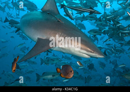 Lo squalo limone, (Negaprion brevirostris), con entourage di remora. Beqa Lagoon, Isole Figi Foto Stock