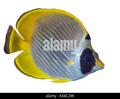 Dettaglio immagine del Panda Butterflyfish (Chaetodon adiergastos) noto anche come butterflyfish filippino. Isole Spratly, sul Mare della Cina del Sud. Foto Stock