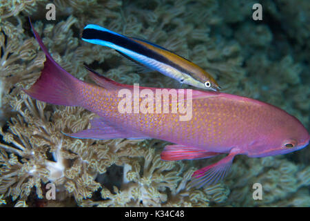 Bluestreak wrasse (Labroides dimidiatus) pulizia Pseudoanthias fishl Puerto Galera, Filippine. Foto Stock