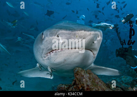 Videografo tiene stretta di immagini di un grande squalo tigre che si avvicina all'interno di un braccio di lunghezza. Foto Stock