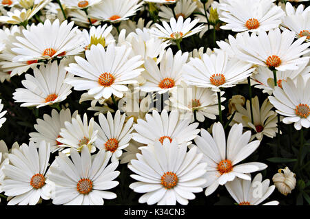 Close-up di un mazzo di fiori Foto Stock