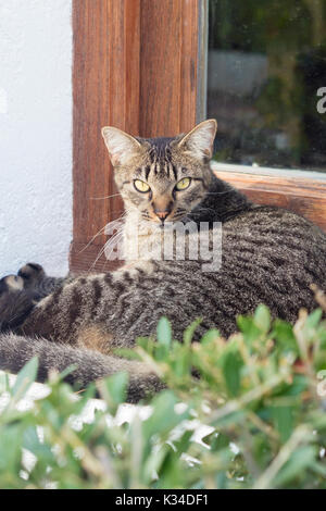 Arrabbiato striped cat guardando la fotocamera in una giornata di sole. Foto Stock