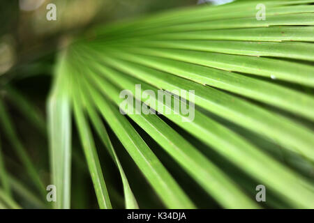 BOTANICO, BUENOS AIRES, Argentina - Settembre 2017 - bambù pianta palm presso il Giardino Botanico di Buenos Aires. Foto Stock