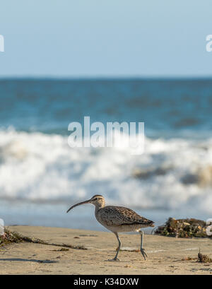 Whimbrel, shore bird sulla spiaggia con vista oceano in background. Foto Stock