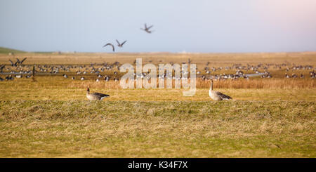 Da Sibiria, le oche volano per migliaia di chilometri di svernamento in Frisia orientale. Questo è stato catturato vicino Hilgenriedersiel. Foto Stock