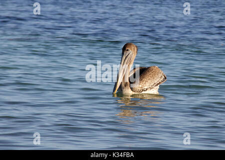 Un giovane brown pelican nuoto a Bahia Honda State Park a Big Pine Key, Florida. Foto Stock