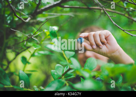 Bambino mani di mirtilli freschi da una fattoria. Foto Stock