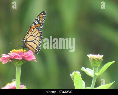 Farfalla monarca su zinnias Foto Stock