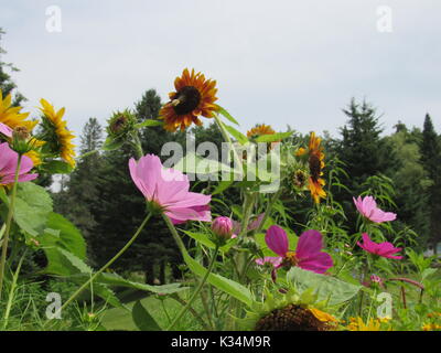 Farfalla monarca su zinnias Foto Stock