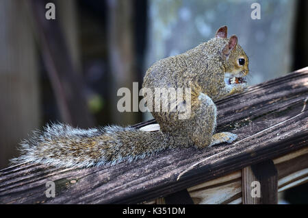 Orientale scoiattolo grigio - Sciurus carolinensis Foto Stock