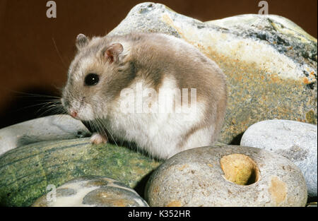 Nana russo Hairy-footed Hamster Phodopus sungorus sungorus. Bianco invernale forma, marzo pelage. Foto Stock